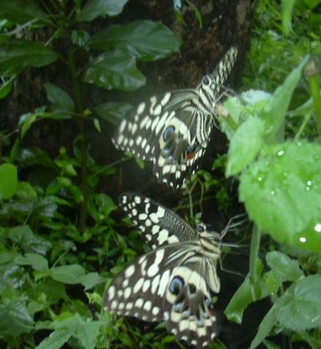 Réf. 236 791 : Papilio demodocus